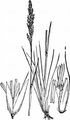 Felsen-Straußgras - Agrostis rupestris All.