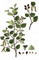  - Alnus viridis (Chaix) DC.