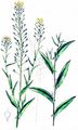 Lesser Gold-Of-Pleasure - Camelina microcarpa DC.