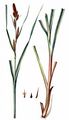Ufer-Segge - Carex riparia Curtis