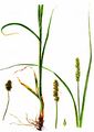 Fuchs-Segge - Carex vulpina L.
