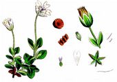 Broad-Leaved Mouse-Ear Chickweed - Cerastium latifolium L.