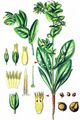 Lesser Honeywort - Cerinthe minor L.