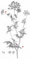 Golden Chervil - Chaerophyllum aureum L.