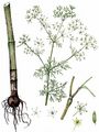Knolliger Kälberkropf - Chaerophyllum bulbosum L.