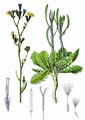 Großer Knorpellattich - Chondrilla juncea L.