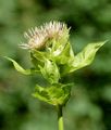 Cabbage Thistle - Cirsium oleraceum (L.) Scop.