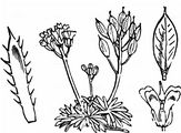 Immergrünes Hungerblümchen - Draba aizoides L.