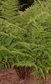 Broad Buckler-Fern - Dryopteris dilatata (Hoffm.) A. Gray