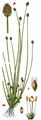 Oval Spike-Rush - Eleocharis ovata (Roth) Roem. & Schult.