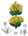 Gelber Enzian - Gentiana lutea L.