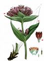 Purple Gentian - Gentiana purpurea L.