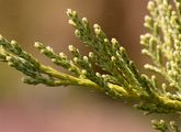Stink-Wacholder - Juniperus sabina L.