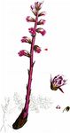 Amethyst-Sommerwurz - Orobanche amethystea Thuill. 