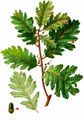 Italian Oak - Quercus frainetto Ten.