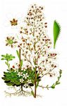 Montafoner Steinbrech - Saxifraga cotyledon L. 