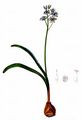 Donau-Blaustern - Scilla bifolia L.