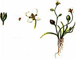 Awlwort - Subularia aquatica L.