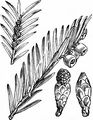 Yew - Taxus baccata L.