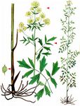 Glänzende Wiesenraute - Thalictrum lucidum L. 