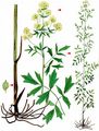 Shining Meadow-Rue - Thalictrum lucidum L.
