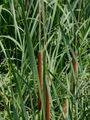 Schmalblättriger Rohrkolben - Typha angustifolia L.