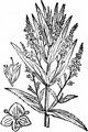 Blue Water-Speedwell - Veronica anagallis-aquatica L.