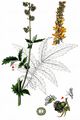 Fragrant Agrimony - Agrimonia procera Wallr.