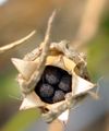 Corncockle - Agrostemma githago L.