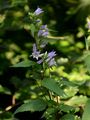 Nettle-Leaved Bellflower - Campanula trachelium L.