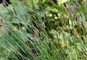 Rasen-Segge - Carex cespitosa L.