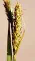 Hartman's Sedge - Carex hartmanii Cajander