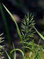 Fern-Grass - Catapodium rigidum (L.) C. E. Hubb.