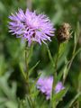 Wiesen-Flockenblume - Centaurea jacea L.