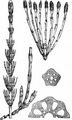 Sumpf-Schachtelhalm - Equisetum palustre L.