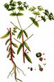 Upright Spurge - Euphorbia stricta L.