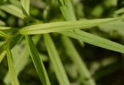 Grasblättrige Goldrute - Euthamia graminifolia (L.) Nutt.