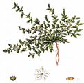 Smooth Rupturewort - Herniaria glabra L.