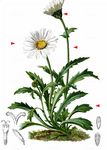 Gewöhnliche Alpenwucherblume - Leucanthemopsis alpina (L.) Heywood 