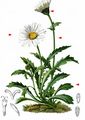 Alpine Moon-Daisy - Leucanthemopsis alpina (L.) Heywood