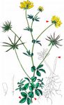Sumpf-Hornklee - Lotus pedunculatus Cav. 