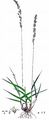 Purple Moor-Grass - Molinia caerulea (L.) Moench