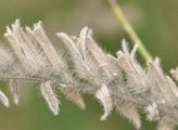 Sand Onosma - Onosma arenaria Waldst. & Kit.