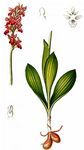 Spitzels Knabenkraut - Orchis spitzelii Saut. ex W. D. J. Koch 