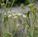Hirschwurz - Peucedanum cervaria (L.) Lapeyr.
