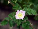 Hairy Dog-Rose - Rosa caesia Sm.