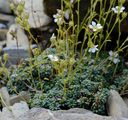 Blaugrüner Steinbrech - Saxifraga caesia L.