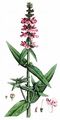 Marsh Woundwort - Stachys palustris L.