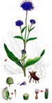 Gewöhnlicher Teufelsabbiß - Succisa pratensis Moench 