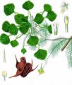 Water Chestnut - Trapa natans L.